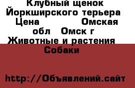 Клубный щенок Йоркширского терьера › Цена ­ 15 000 - Омская обл., Омск г. Животные и растения » Собаки   